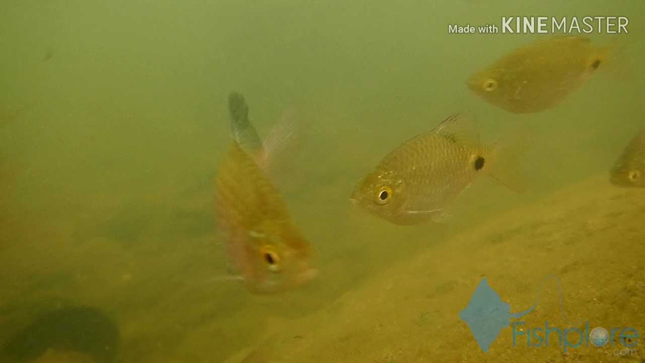 Pethia conchonius, Rosy Barb in the wild ( HD )