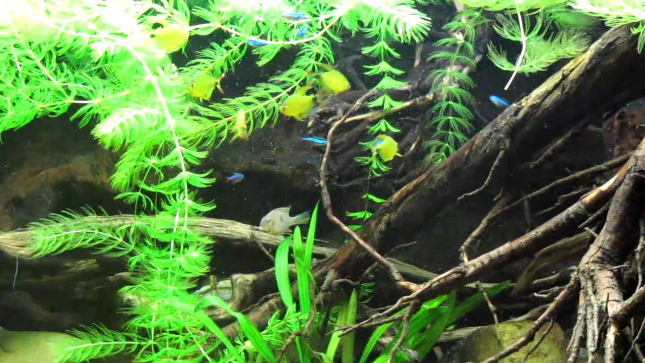 Hyphessobrycon heliacus Kitty tetra