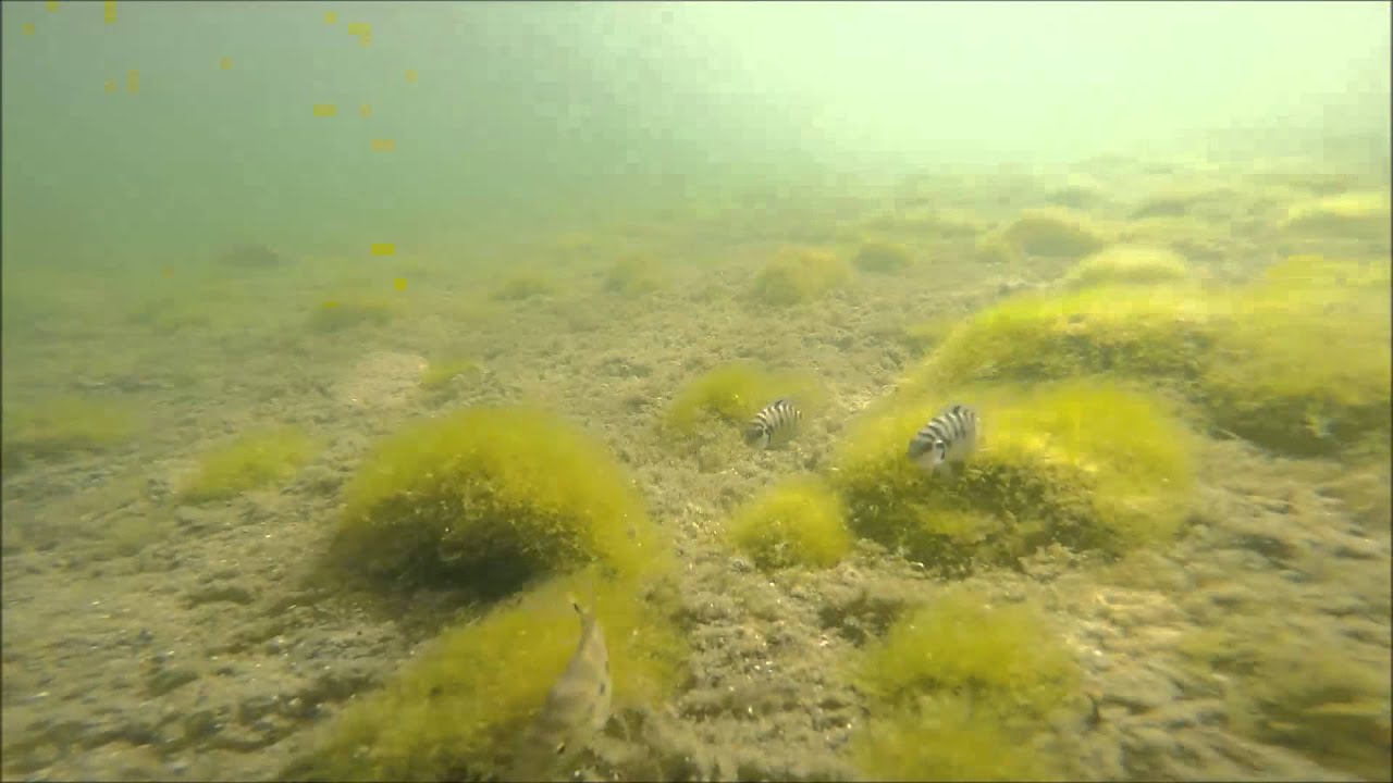 Nest defense behaviour in the Convict cichlid (Lake Xiloà, Nicaragua)