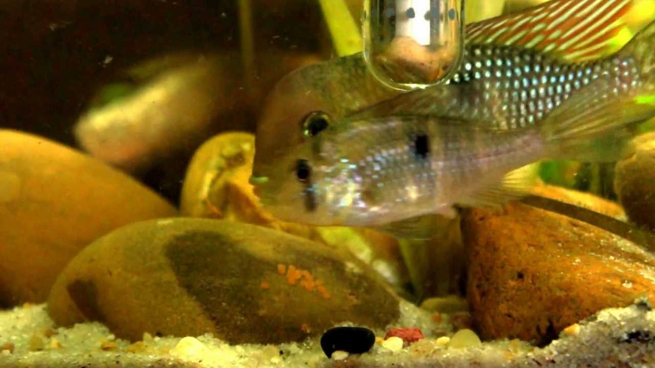 Gymnogeophagus Labiatus "Rio Olimar" - spawning