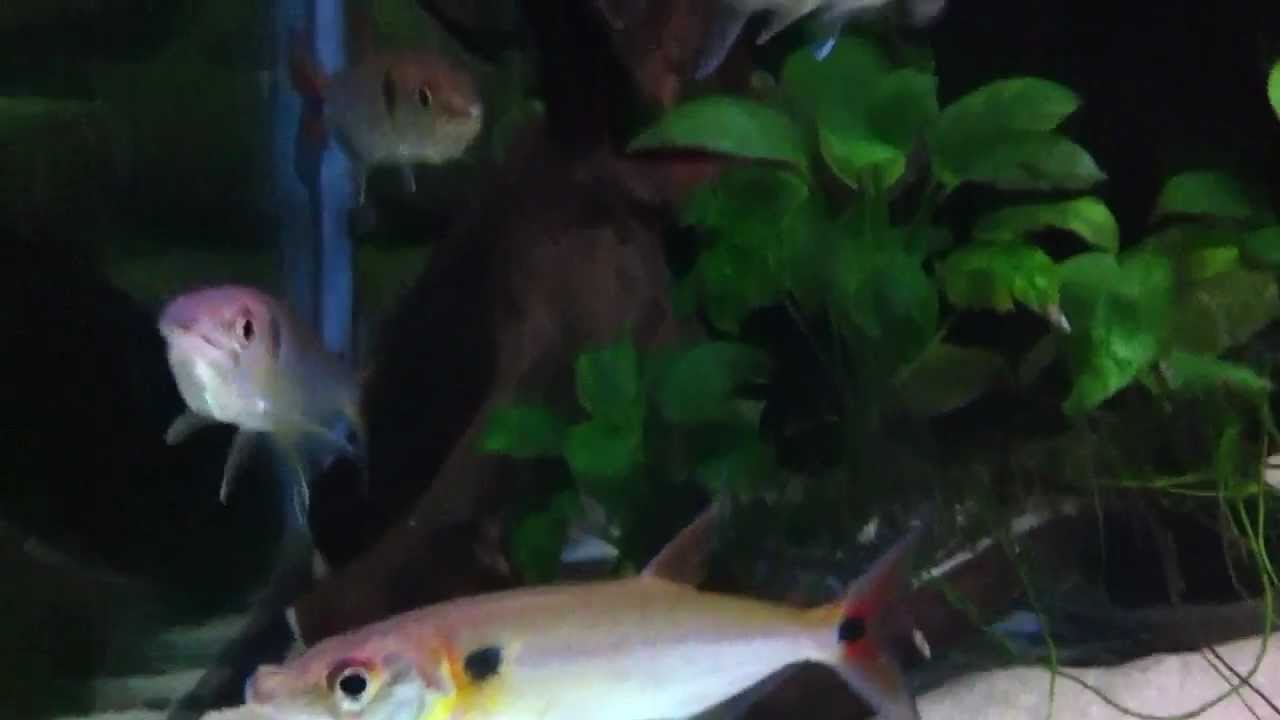 Acestrorhynchus falcatus