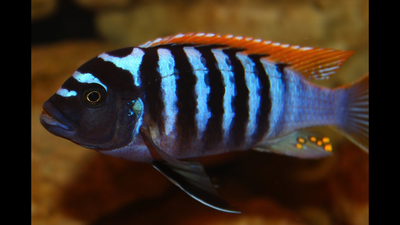 African Cichlid Species - Metriaclima Pyrsonotos "Red Top Zebra" (Nakatenga) Male and Female