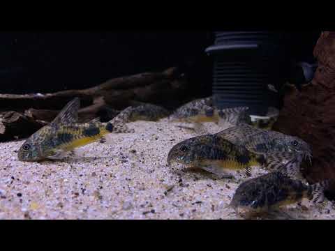 Corydoras paleatus (wild) bij Aquarium Speciaalzaak Utaka