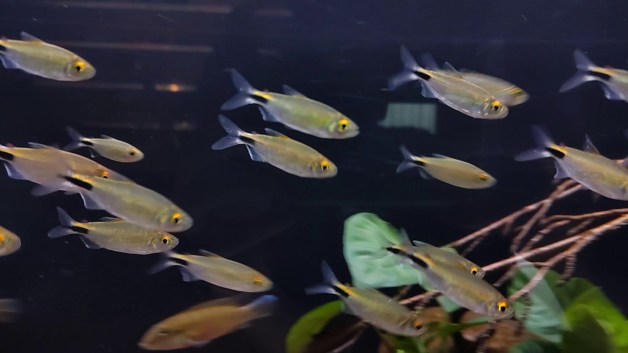 Brycinus longipinnis (wild) bij Aquarium Speciaalzaak Utaka