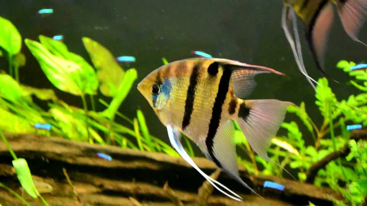 Pterophyllum Leopoldi