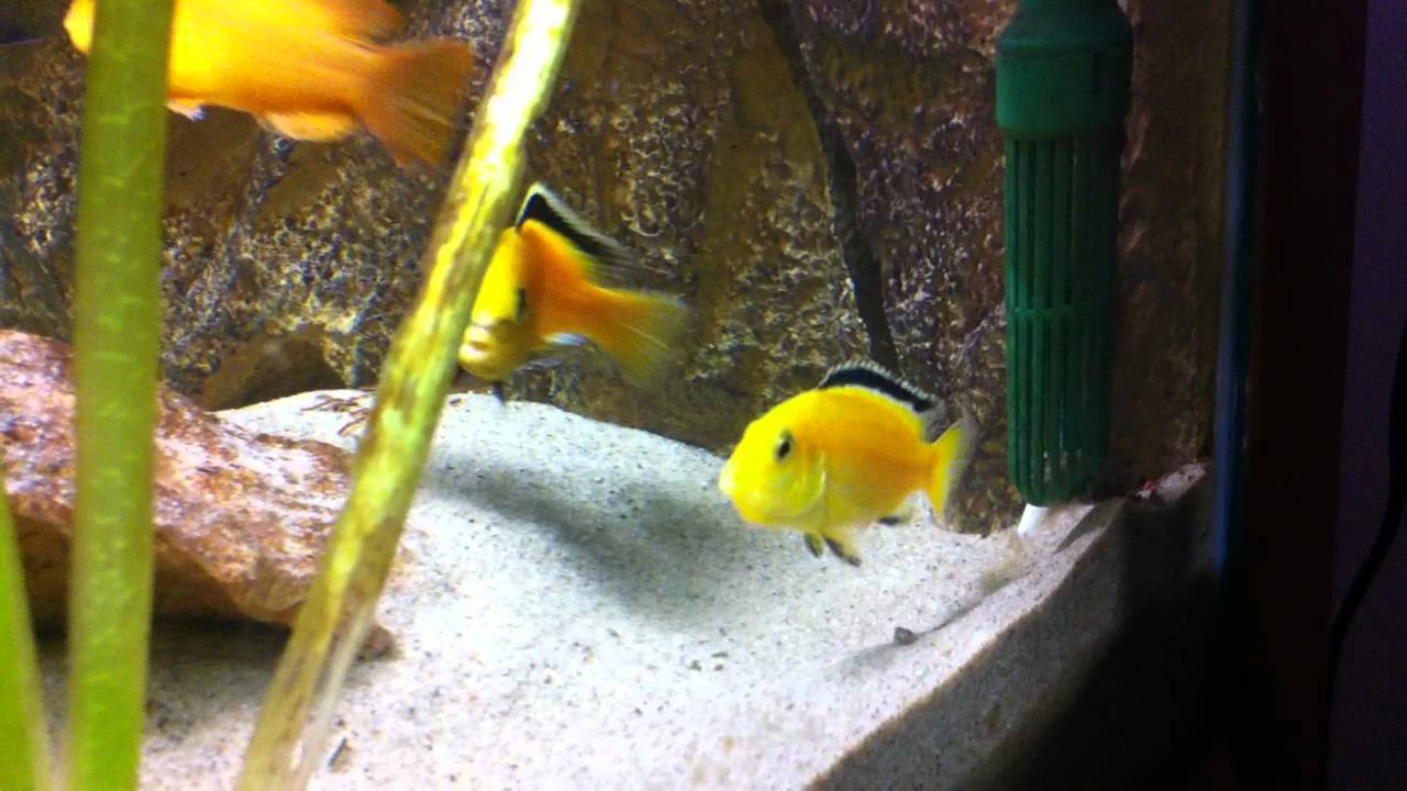 Labidochromis Caeruleus Breeding .MOV