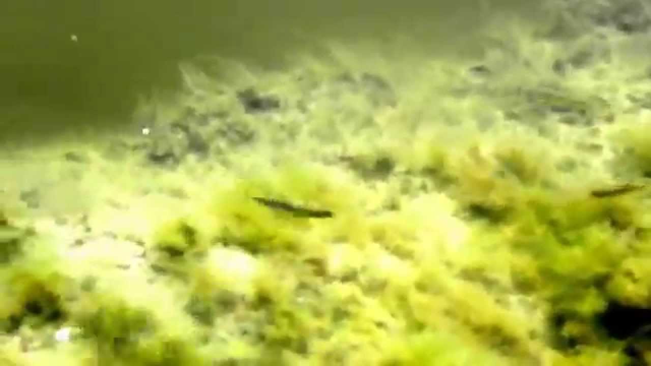 Aphanius Fasciatus Loc. San Cataldo (Lecce, Italy)