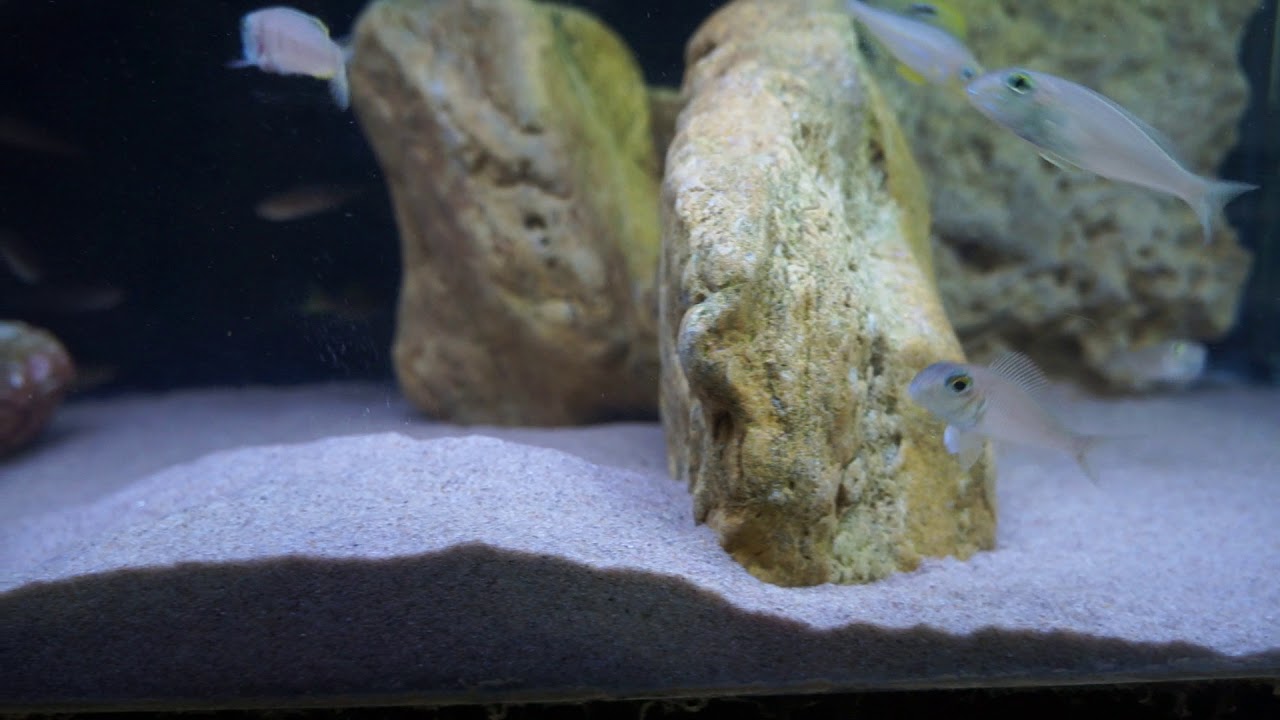 Xenotilapia  boulengeri  f1