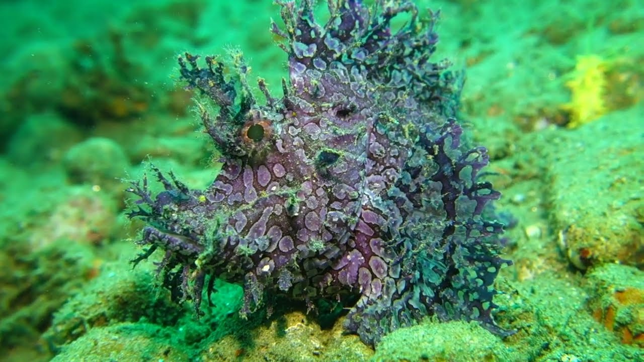 Purple weedy rhinopias scorpionfish (rhinopias frondosa) Laha, Ambon 5/10-2023.