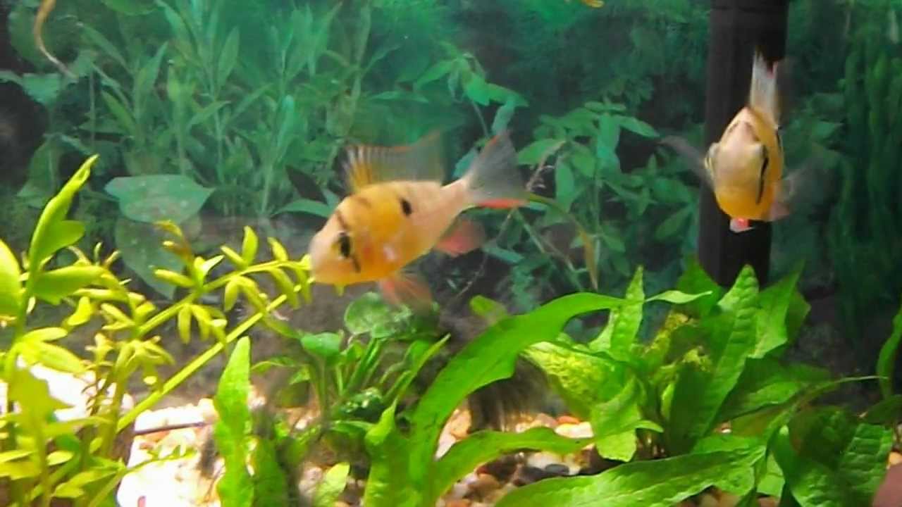 How to easily sex & breed Mikrogeophagus altispinosa; Mated Bolivian Ram Cichlid!!