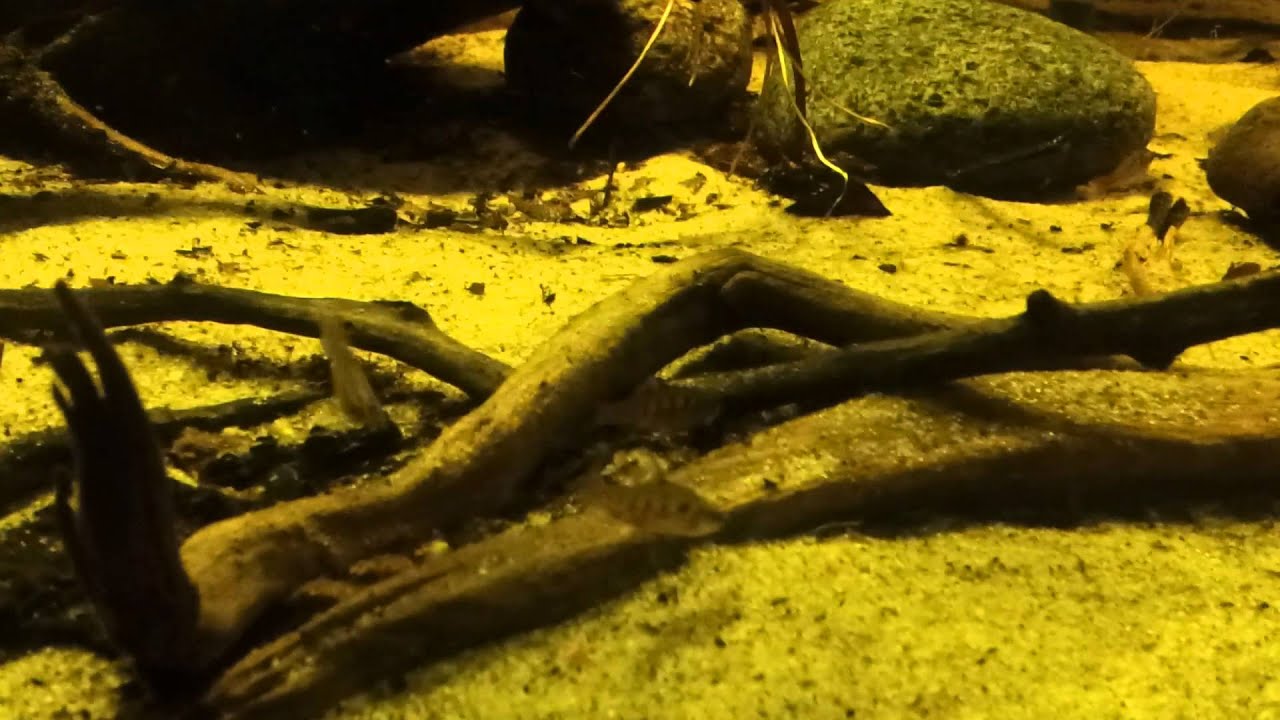 180x90x90 Barbus jae