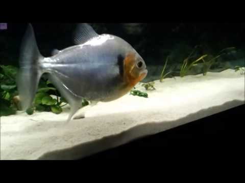 Serrasalmus Manueli (27cm) eating