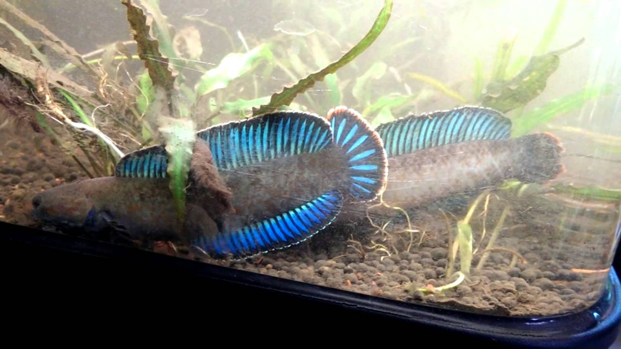 Channa andrao flaring