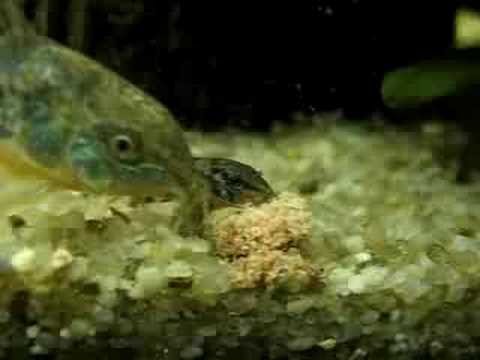 Corydoras paleatus