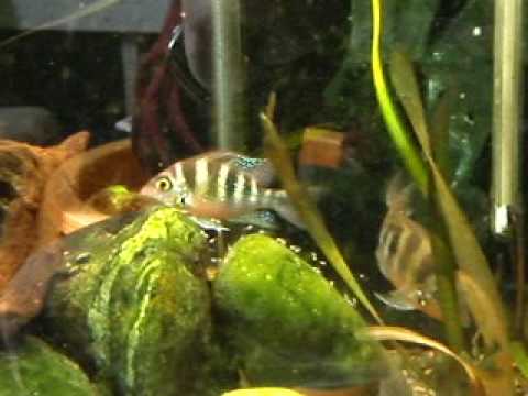 Thorichthys helleri guard their fry