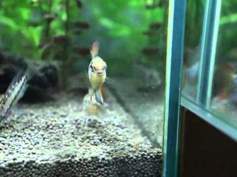 Apistogramma viejita? (Rotflecken-Apistogramma?) F1 ♂