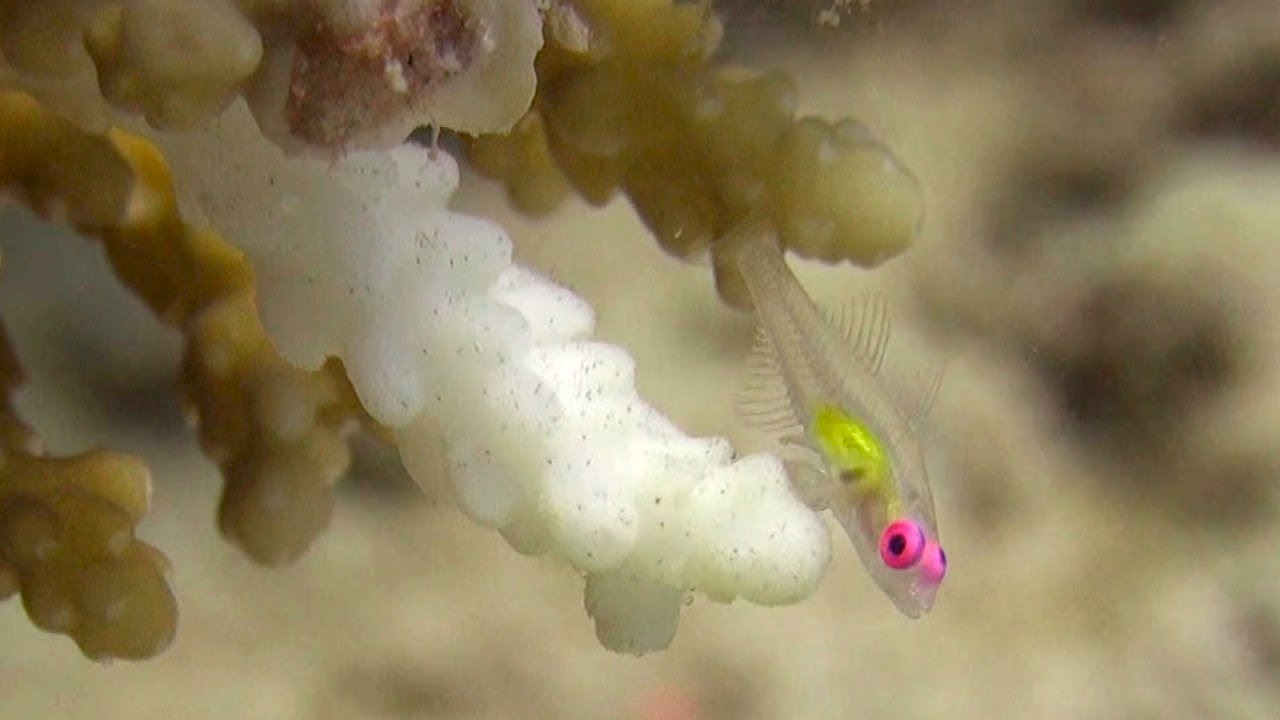 Coral reef of the Red Sea - Redeye Goby pt.2