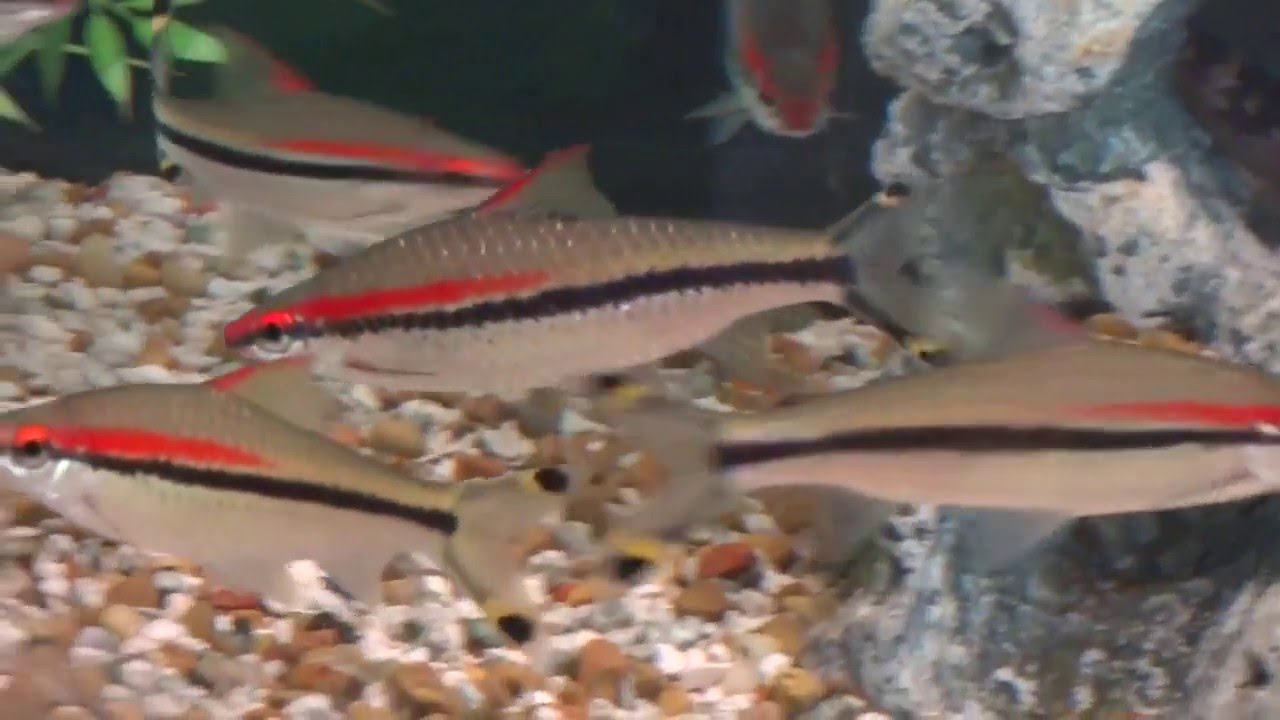 Redline torpedo barbs, Denison barb, Roselines up close in their 125 gallon tank.