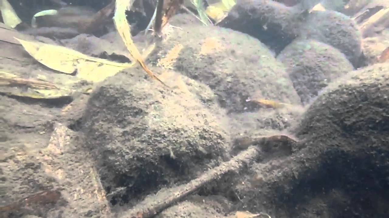 female amphilophus alfari guarding young.MP4