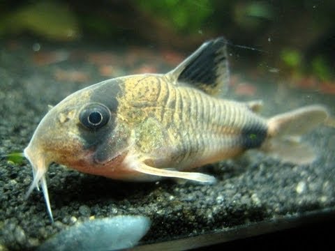 Panda Corydora Breeding - T-Position