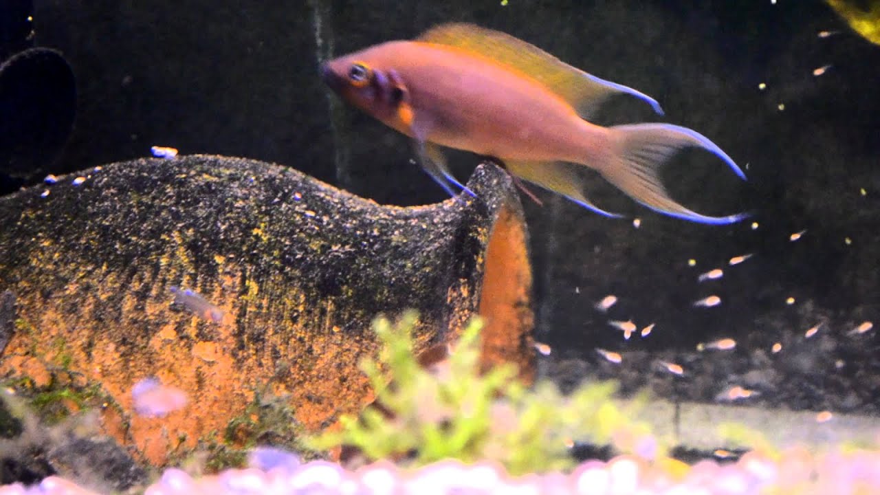 Neolamprologus Pulcher Daffodil with fry