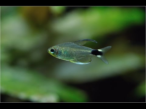 Hyphessobrycon elachys