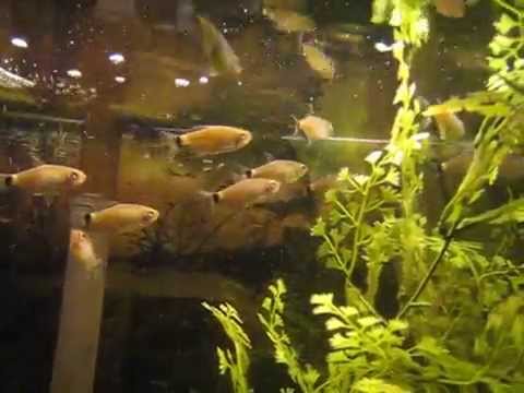 RED EYE TETRA Moenkhausia sanctaefilomenae