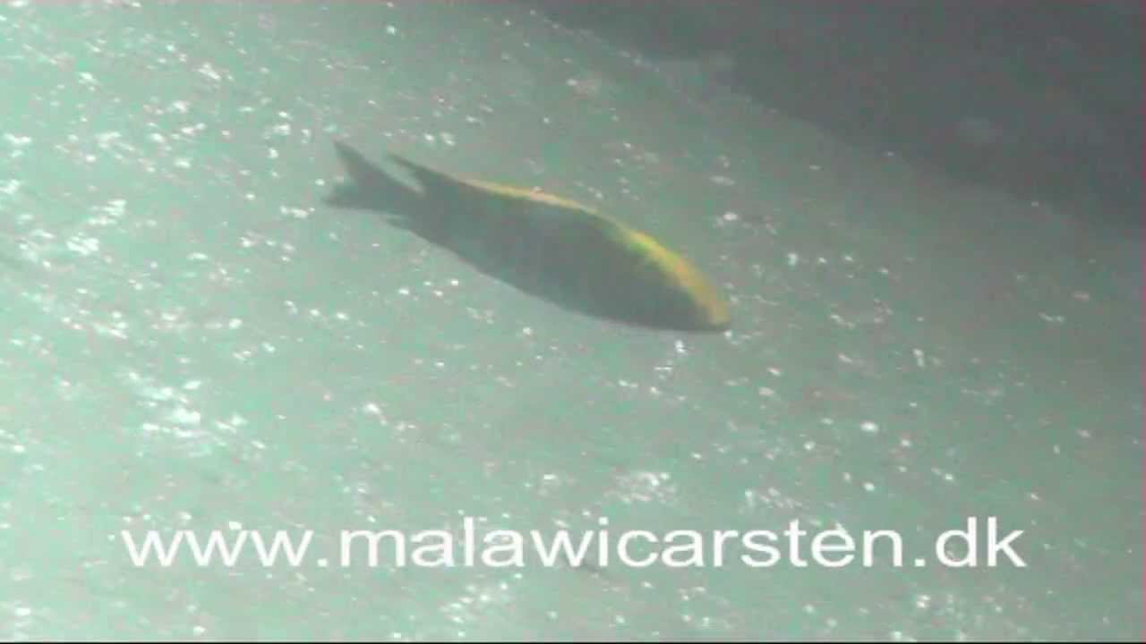 Aulonocara maylandi Eccles Reef