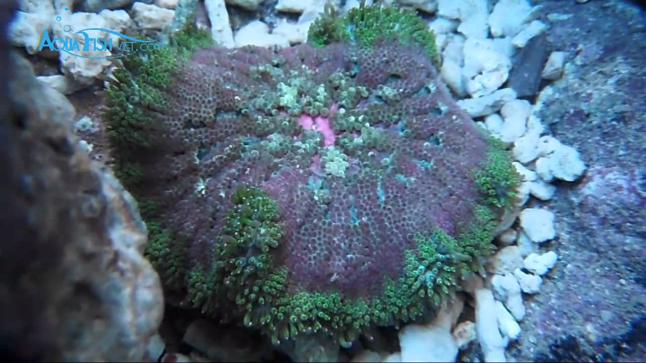 Green - Muss Mini Carpet Anemone (Stichodactyla Tapetum) || AquaFishViet.com