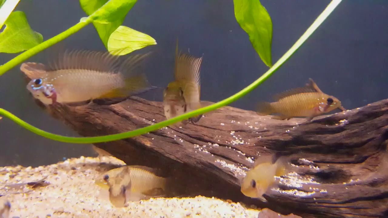 Apistogramma megaptera (F1) bij Aquarium Speciaalzaak Utaka