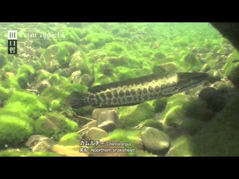 沼のギャング・カムルチー［HD］