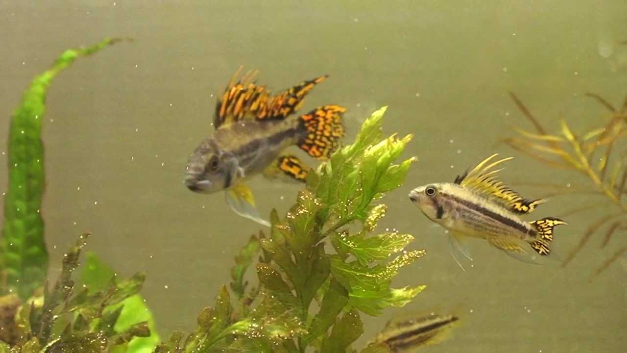 Apistogramma Cacatuoides Family