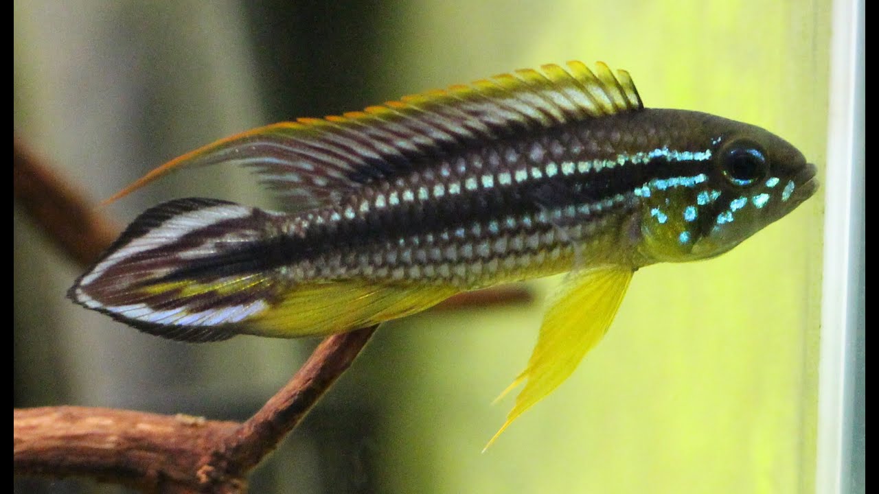 Apistogramma agassizii "Tefe/Muttonzinho" 鏡に向かってフィンスプレッド