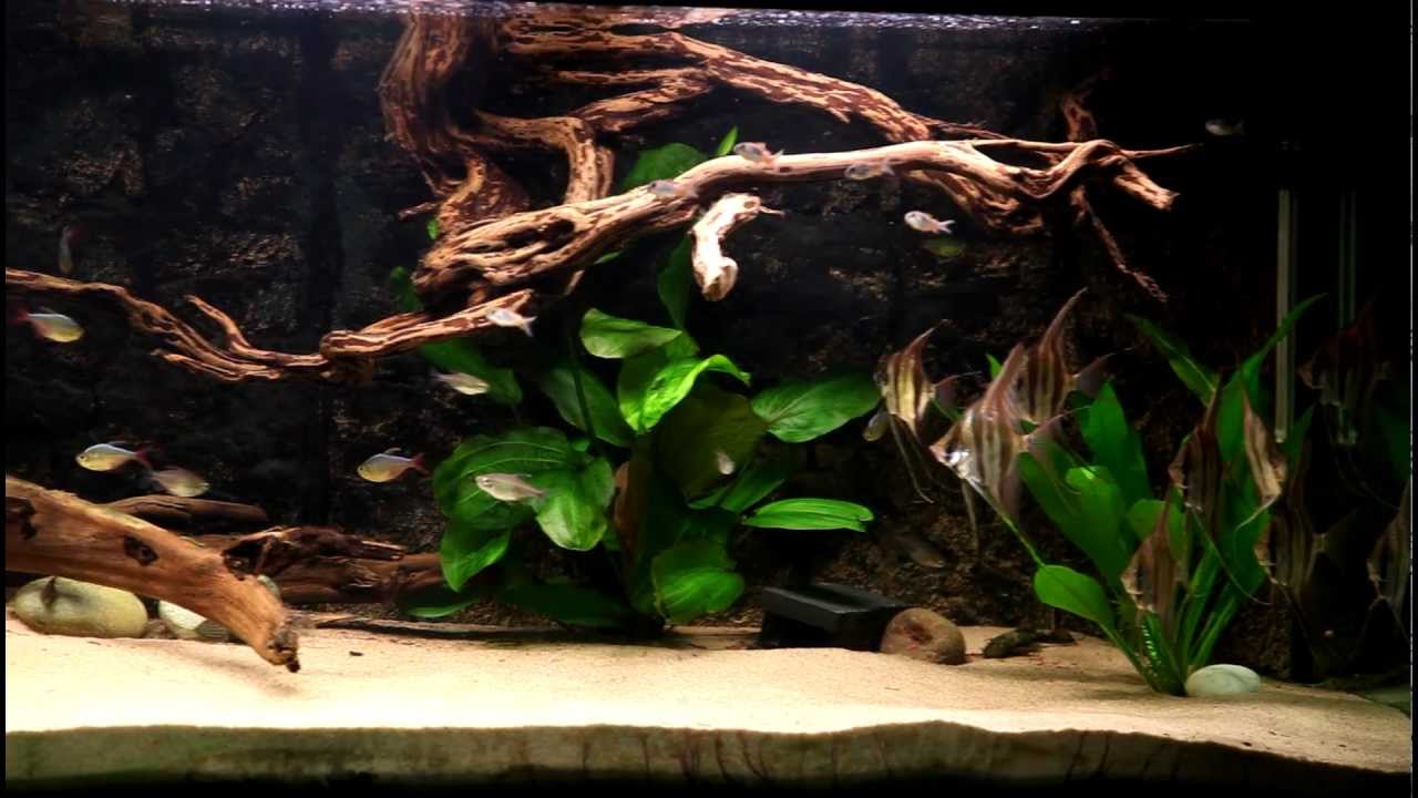 Pterophyllum scalare wild - II