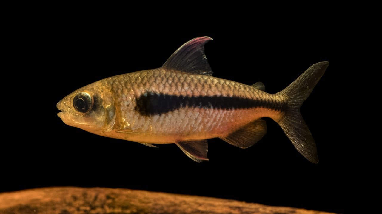 Bryconaethiops boulengeri