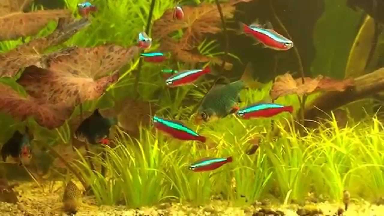 Paracheirodon axelrodi