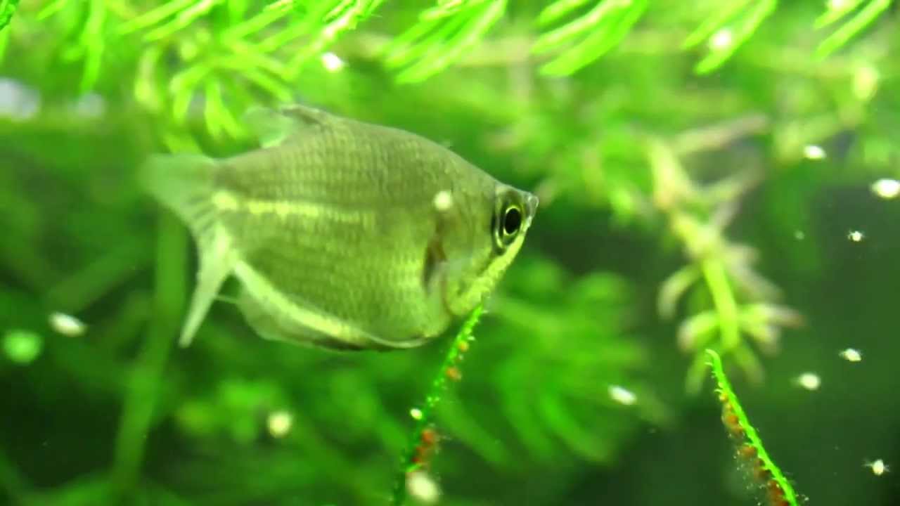 Wild Sphaerichthys acrostoma