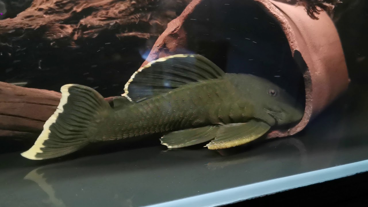 Baryancistrus sp. Chrysolomus L-047