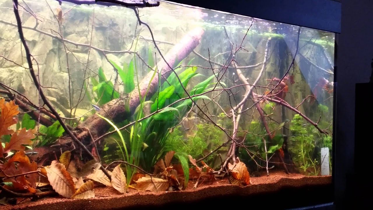 Hyphessobrycon herbertaxelrodi in der Eingewöhnung