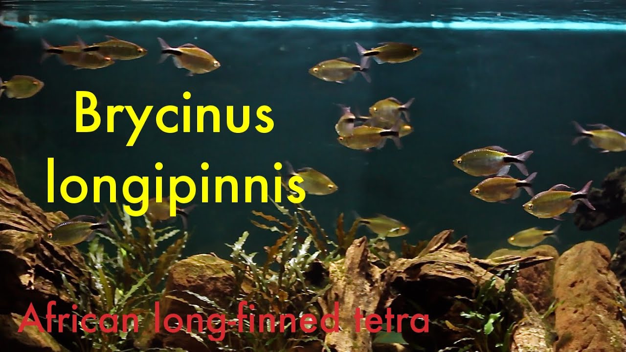 Brycinus longipinnis - African long-finned tetra