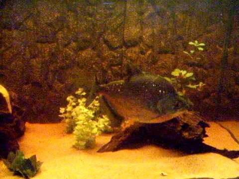 Serrasalmus Compressus