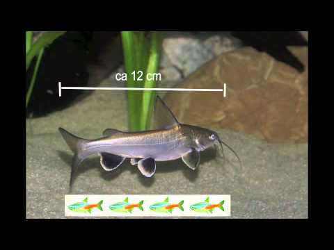 40cm Kreuzwelse - Facts und Haltung