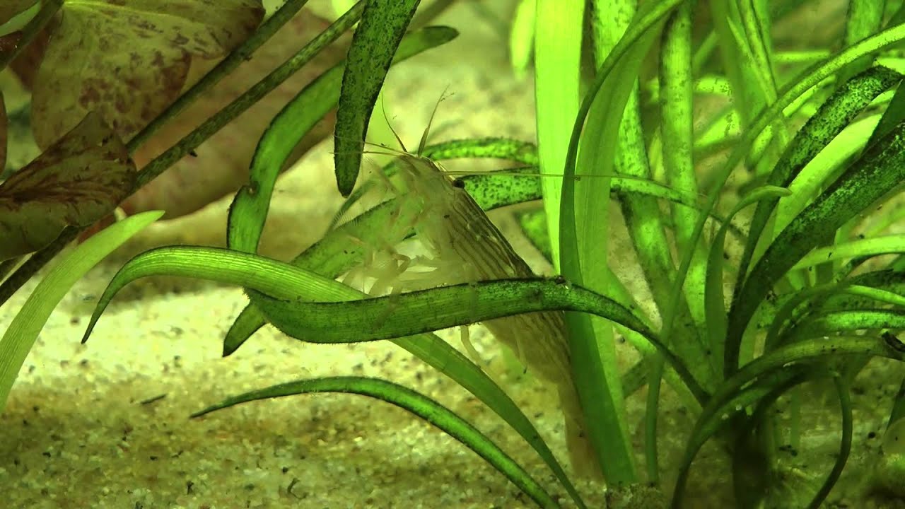 Atyopsis molucensis shrimp