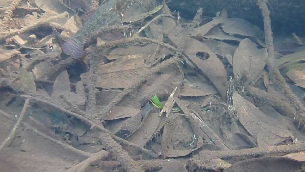 Paracheirodon simulans biotope Agua Clara