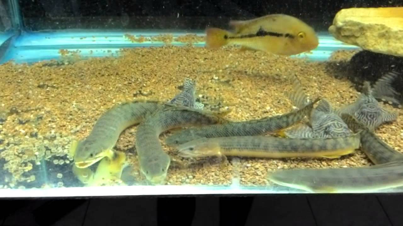 POLYPTERUS PALMAS POLLI