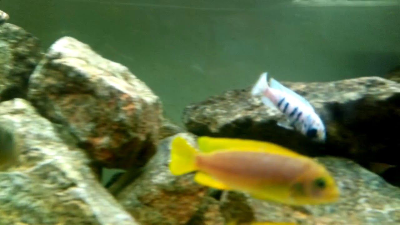 Maylandia tarakiki mbamba bay mc