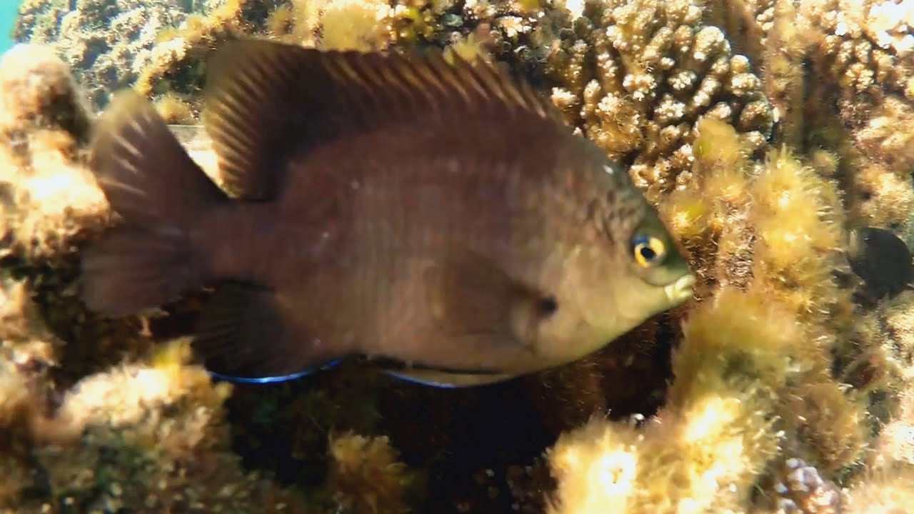 Bluntsnout Gregory, Farmerfish, Стегастес желторотый, Рыба-фермер