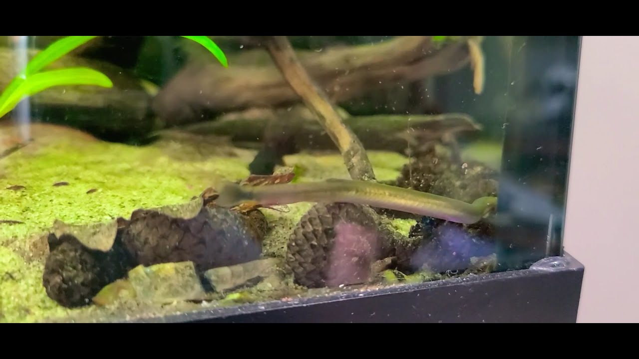 Pangio Doriae Scavenging