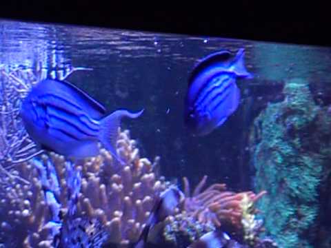 Genicanthus lamarck van Roelsil, kijk ook eens op www.seawaterfreaks.nl