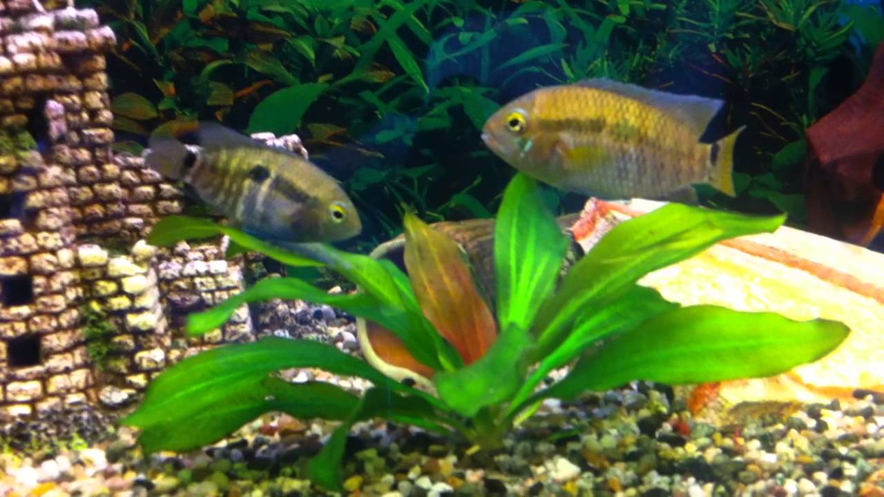 Aequidens Portalegrense Pärchen